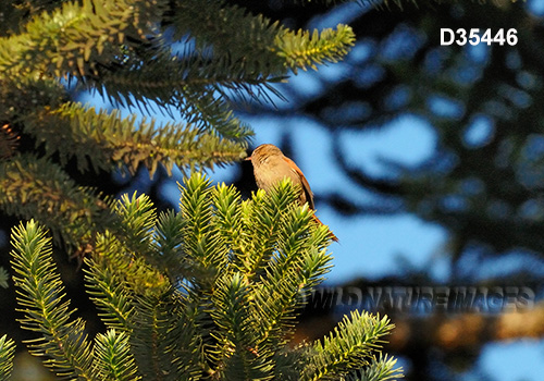 Pallid Spinetail (Cranioleuca pallida)